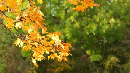 Wall Mural - orange autumnal maple leaf branch isolated on blurred green bokeh light background, floral frame of fall leaf season nature scene in golden october