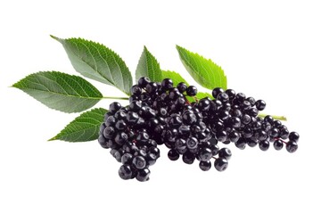 Wall Mural - Fresh blackberries with leaves on a white background, perfect for food or nature photography