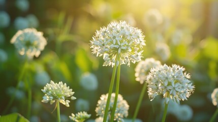 Poster - A picturesque scene of a field filled with white flowers