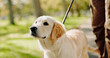 © peopleimages.com - Animal, dog and leash in park for walk, exercise and golden retriever breed for puppy training. Pet, protection and guide for emotional support and love, comfort and cardio in field or nature outside