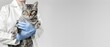 © antusher - veterinarian in white coat and blue gloves holding tabby cat, veterinary care concept, neutral background