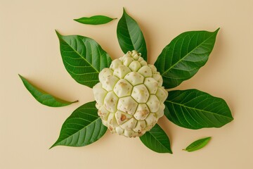 Wall Mural - Noni (Morinda Citrifolia) fruits with transparent background, Asian organic herb and spice concept, natural organic healthy plant.