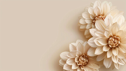 Wall Mural - Beige background with large beige dahlia flowers, copy space concept, detailed photo , high resolution photography


