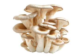 Sticker - King oyster mushroom with cream-colored caps and white stems isolated on a white background.