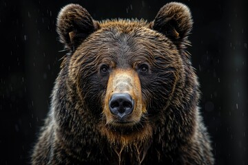 Wall Mural - front view of brown bear isolated on black background. portrait of kamchatka bear (ursus arctos beri