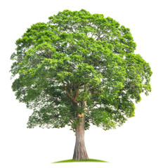 Wall Mural - large tree with green leaves stands alone on a white background