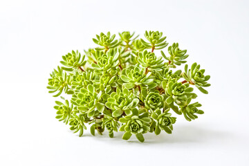 Poster - Succulent Plant on White Background