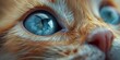 © Trichaiwat - A macro shot of a newborn kittens eyes, capturing the innocent gaze and the bright blue color