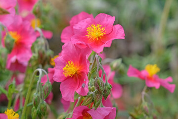 Wall Mural - Pink Helianthemum sun rose ‘Ben Ledi’ in flower