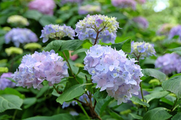 Wall Mural - Blue Mophead Hydrangea macrophylla ‘Endless Summer’ in flower.