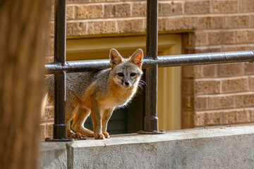 gray fox in the city