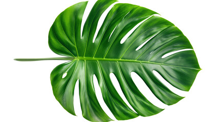 Monstera leaf isolated on white background