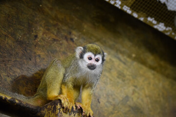 a squirrel monkey perched on a tree branch. Monkeys in their enclosure at the zoo. An animal in captivity.	