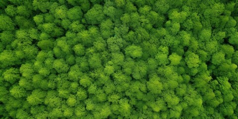 Aerial View of Lush Green Forest Canopy