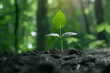 © Rattanapon - Growing Sprout, Beginning a single little plant.