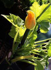 Wall Mural - female flower of zucchini  plant and fruit as vegetable