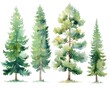 © Web - Watercolor Pine Tree. Set of Hand-Painted Fir Trees in Summer Botanical Theme