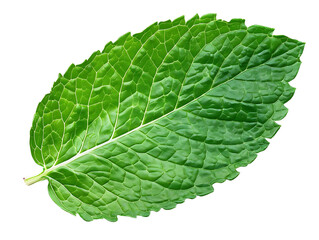 Green Mint Leaf Illustration on Green Striped Background