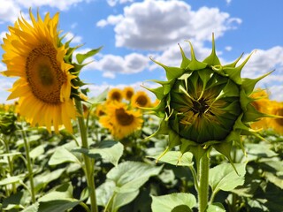 Sunflower closeup in sunflower field with blue sky