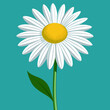 © Sumondesigner_42 - Vector illustration of Daisy Flower