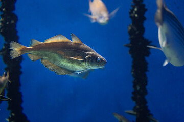 fish in aquarium, La Coruña, Galicia, Spain