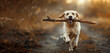 © DELstudio - Happy dog playing with a stick, holding a big stick in its mouth, outdoor background. Dog training concept