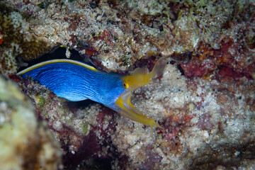 Wall Mural - A blue ribbon eel, Rhinomuraena quaesita, pokes its head out of a reef in Alor, Indonesia. This beautiful eel species is a protandrous hermaphrodite, changing from male to female.