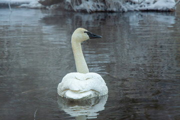 Wall Mural - White swan in the water at the marsh in the winter time