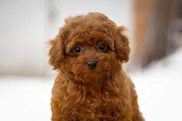 beautiful little curly brown poodle maltipoo puppy