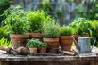 © Roza - Potted herb garden on a rustic wooden table with gardening tools and a watering can