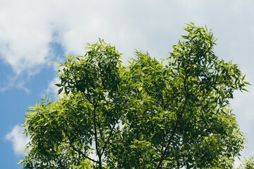 Wall Mural - A tree with green leaves is in the middle of a blue sky