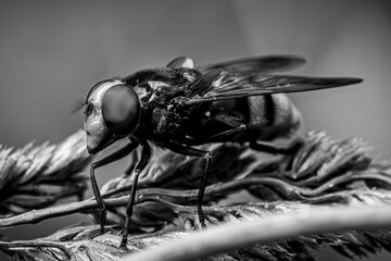 Canvas Print - close up of a fly