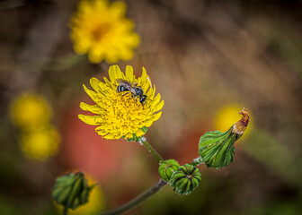 Sticker - yellow flower