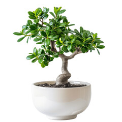 Jade plant isolated on white background