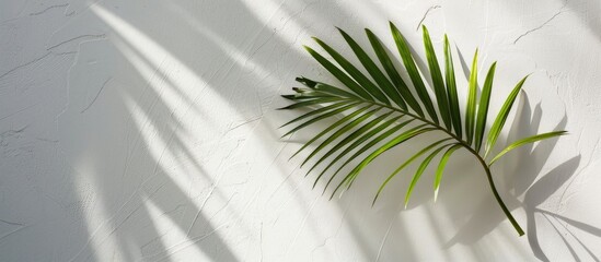 Poster - A single palm leaf's shadow casts on a white wall background with ample room for copy space image.
