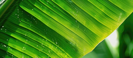 Poster - A background of a green banana leaf with lines available for a copy space image.