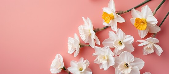 Aufkleber - Top view of white daffodils on a pink backdrop with room for text or other elements in the image. Copy space image. Place for adding text and design