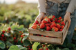 © MR_Design - Closeup of woman holding a wooden crate full of freshly picked strawberries with plantation on background.