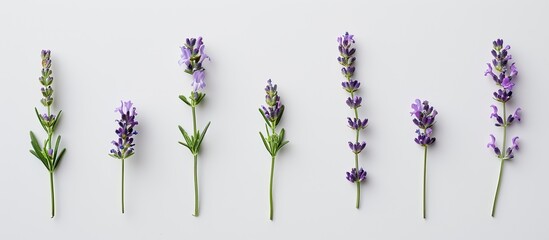 Poster - Lavender flowers arranged against a plain white backdrop, ideal for a copy space image.