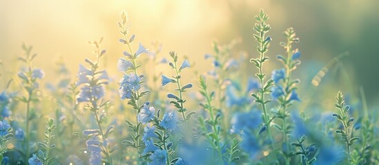 Poster - Floral wallpaper featuring blue Veronica chamaedrys flowers on a flower meadow with selective focus, perfect for a copy space image.