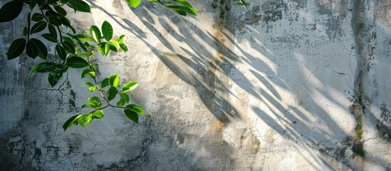Fototapete - Old wall background with leaf shadow in natural light, perfect for copy space image.