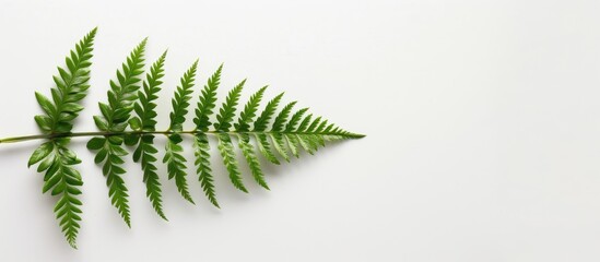 Wall Mural - A solo green fern leaf on a plain white backdrop, providing ample copy space image.