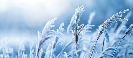 Poster - Winter frost decorating grass in the background of a copy space image.