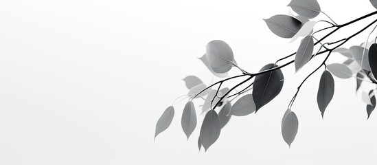 Poster - Focused on delicate eucalyptus sprigs in black and white, with a specific emphasis on the copy space image.
