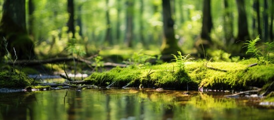 Wall Mural - Scenic view featuring dense green vegetation, moss, and grass in a swamp setting, with a blurred background ideal for a copy space image.