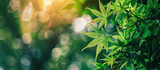 Poster - Fresh green Japanese maple leaves in a setting with copy space image.