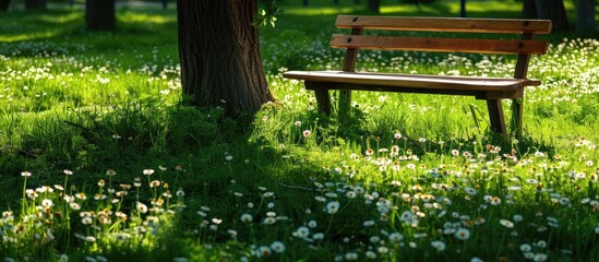 Wall Mural - A wooden bench in a park sits on fresh spring grass next to daisies, with a tree shadow in the background, creating a picturesque copy space image.