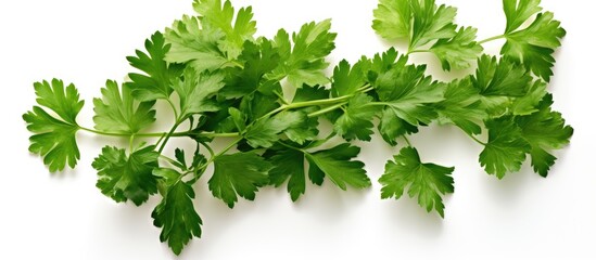 Wall Mural - Parsley leaves displayed on a white background with a designated copy space image.