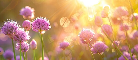 Sticker - Chive flowers in a herb garden bloom under the summer sun's warm rays, creating a beautiful scene with a hint of purple, perfect for a vibrant copy space image.