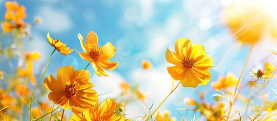 Sticker - Beautiful nature featuring a vivid and fresh pattern design of yellow flowers against a bright and colorful blue sky background, ideal for a copy space image.